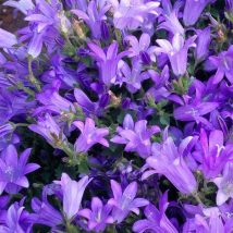 Katilėlis dalmatino"Clokwise Compact Deep Blue"<br>(Campanula portenschlagiana"Clokwise Compact Deep Blue")