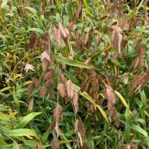 Dirsūnas plačialapis<br>(Chasmantium latifolium)