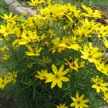 Gludas mentūrinis"Zagreb"<br>(Coreopsis verticillata"Zagreb")