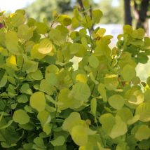Pūkenis europinis "Golden Spirit"<br>(Cotinus coggygria "Golden spirit")