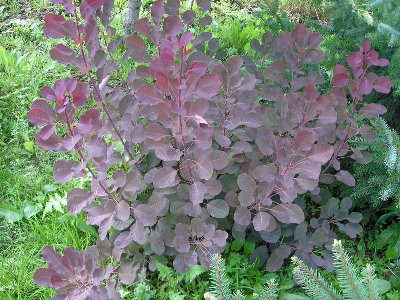 Cotinus coggygria “Royal Purple”