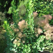 Pūkenis europinis "Young Lady"<br>(Cotinus coggygria "Young Lady")