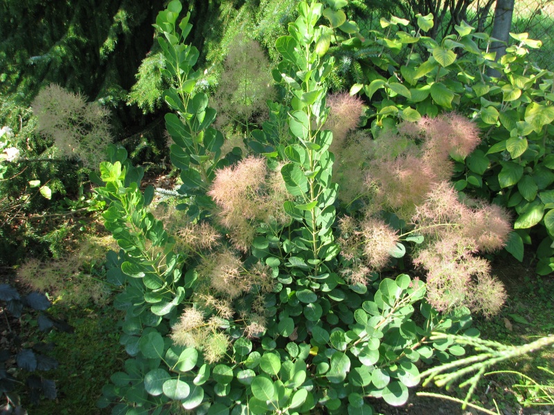 Cotinus coggygria “Young Lady” (1)