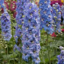 Pentinius didysis"Light Blue White Bee"<br>(Delphinium elatum"Light Blue White Bee")