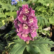 Pentinius didysis"Rose White Bee"<br>(Delphinium elatum"Rose White Bee")