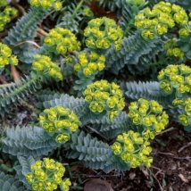 Karpažolė mirtalapė<br>(Euphorbia myrsinites)