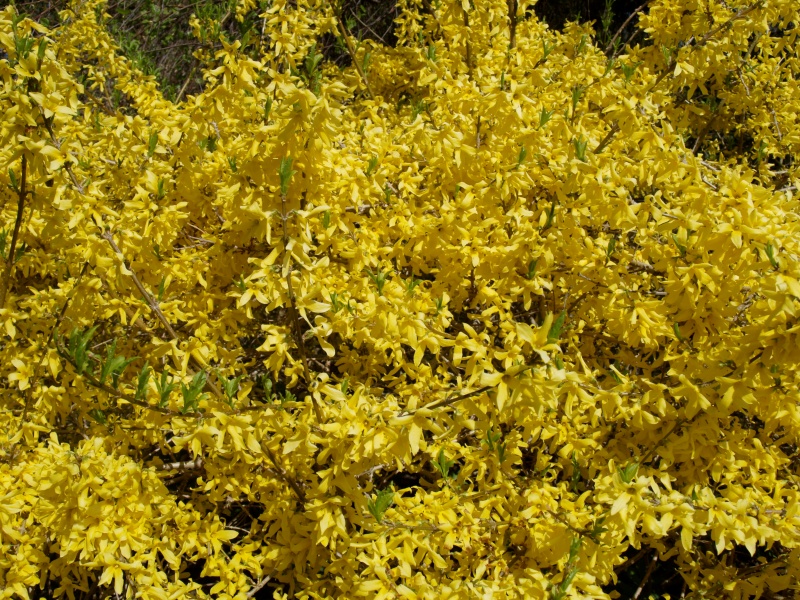 Forsythia intermedia “Mini Gold”