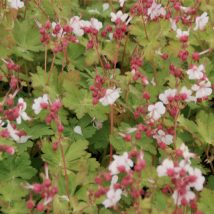 Snaputis stambiašaknis"Spessart"<br>(Geranium macrorrhizum"Spessart")