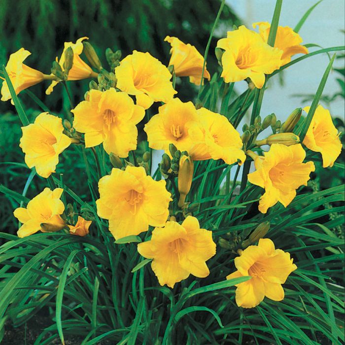 HEMEROCALLIS”STELLA D’ORO”