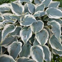Melsvė"El Nino"<br>(Hosta"El Nino")