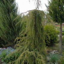 Kadagys paprastasis „Horstmann” <br>(Juniperus communis "Horstmann")