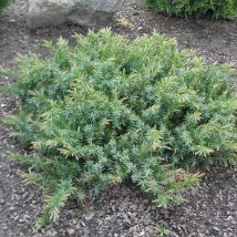 Kadagys pakrantinis „Blue Pacific” <br>(Juniperus conferta"Blue Pacific")