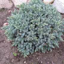Kadagys žvynuotasis  „Blue Star” <br>(Juniperus squamata "Blue Star")