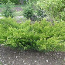 Kadagys tarpinis “Mint Julep” <br>(Juniperus x media "Mint Julep")