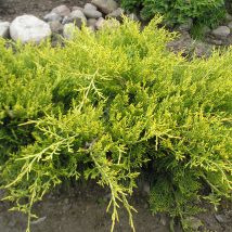 Kadagys tarpinis „Old Gold” <br>(Juniperus x media "Old Gold")