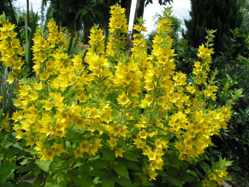 Lisimachia"Golden Alexander"