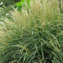 Miskantas kininis"Adagio"<br>(Miscanthus sinensis"Adagio")