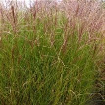 Miskantas kininis"Autumn Light"<br>(Miscanthus sinensis"Autumn Light")