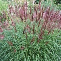 Miskantas kininis"Fernen Osten"<br>(Miscanthus sinensis"Fernen Osten")