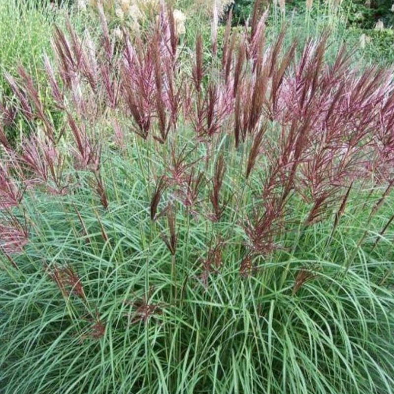 MISCANTHUS SINENSIS”FERNEN OSTEN”