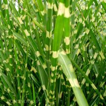 Miskantas kininis"Giraffe"<br>(Miscanthus sinensis"Giraffe")