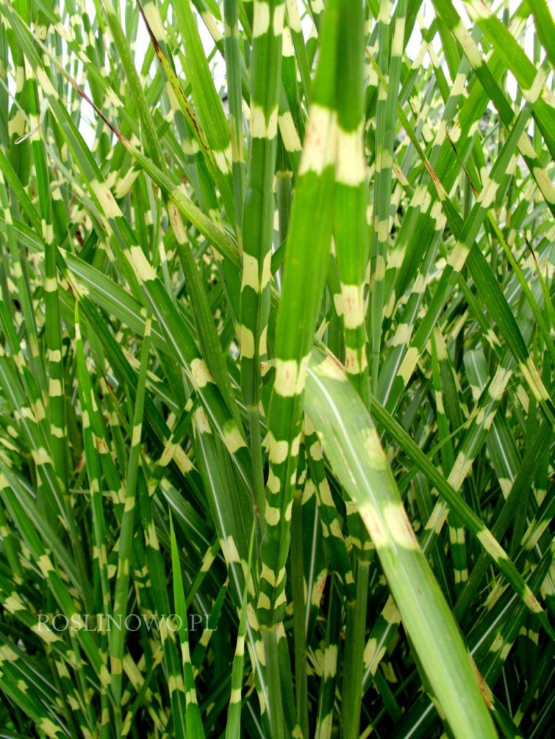 MISCANTHUS SINENSIS”GIRAFFE”