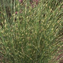 Miskantas kininis"Gold Bar"<br>(Miscanthus sinensis"Gold Bar")