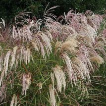 Miskantas kininis"Kaskade"<br>(Miscanthus sinensis"Kaskade")