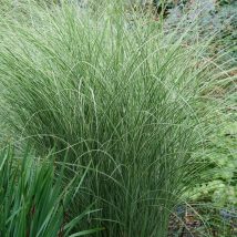 Miskantas kininis"Morning Light"<br>(Miscanthus sinensis"Morning Light")