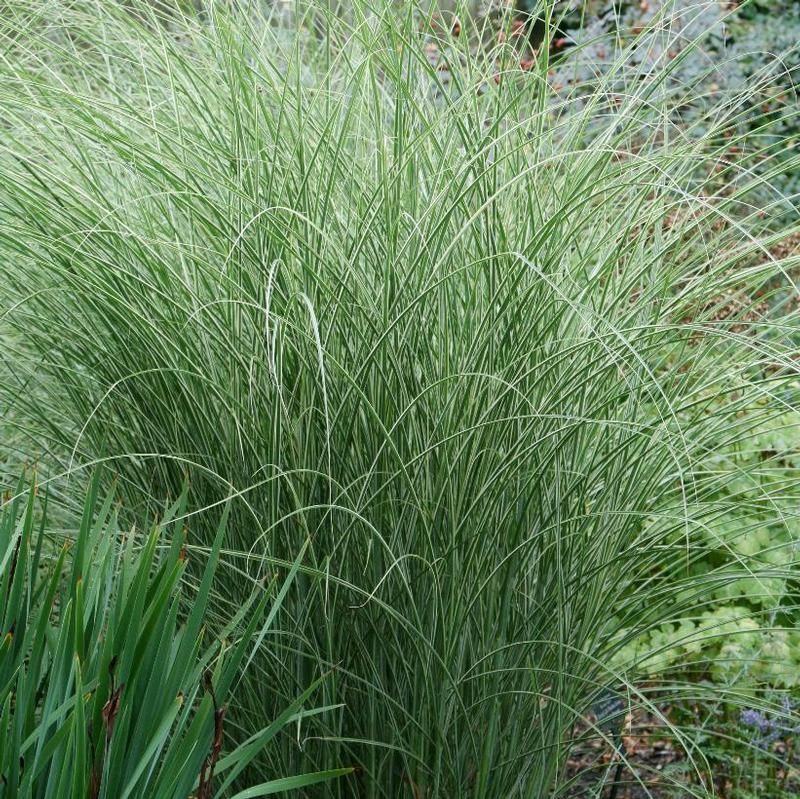 MISCANTHUS SINENSIS”MORNING LIGHT”