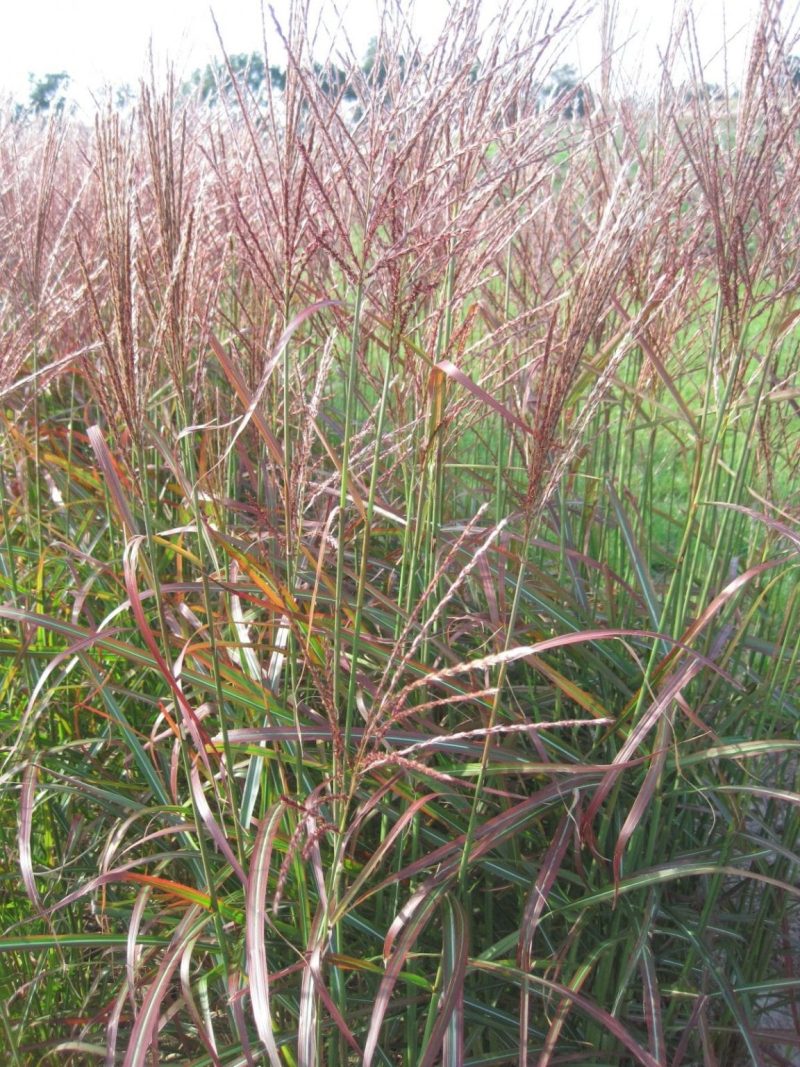 MISCANTHUS SINENSIS”ROTER PFEIL”
