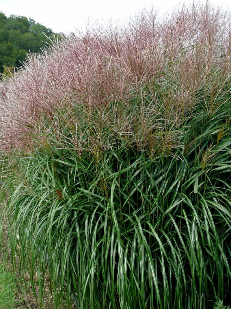 MISCANTHUS SINENSIS”SILBERFEDER”