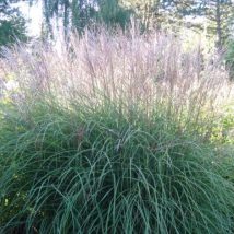 Miskantas kininis"Silberspine"<br>(Miscanthus sinensis"Silberspine")