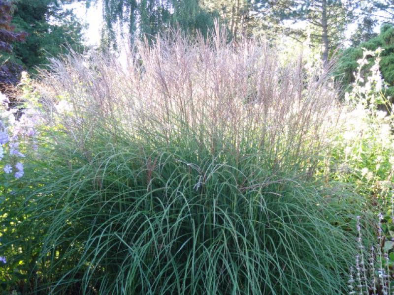 MISCANTHUS SINENSIS”SILBERSPINE”