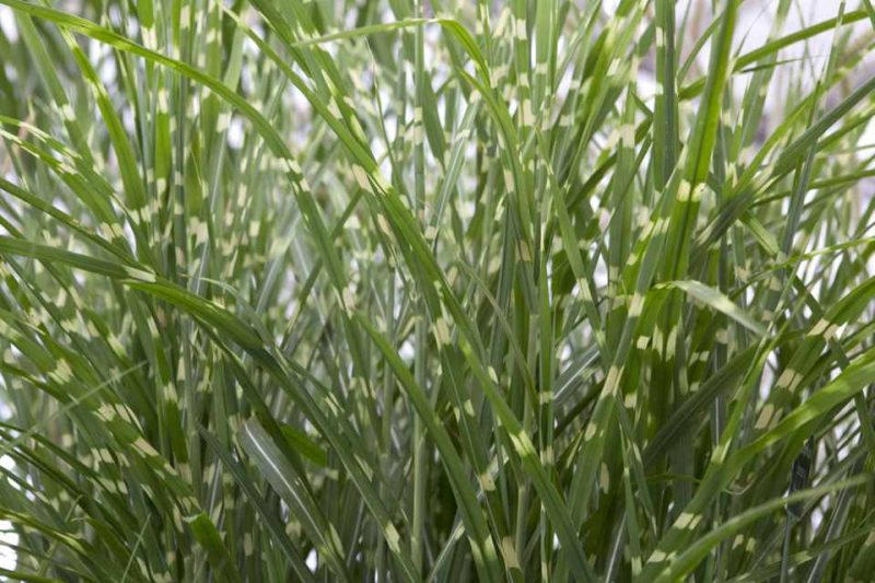 MISCANTHUS SINENSIS”STRICTUS”