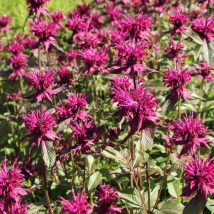 Monarda"Gewitterwolke"<br>(Monarda"Gewitterwolke")