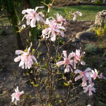 Magnolija plačiažiedė“Leonard Messel” <br>(Magnolia loebneri ”Leonard Messel")