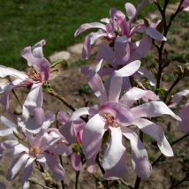 Magnolija žvaigždėtoji“Rosea” <br>(Magnolia stellata”Rosea")