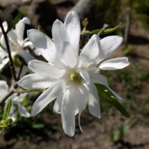 Magnolija žvaigždėtoji“Royal Star” <br>(Magnolia stellata”Royal Star")