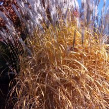 Miskantas kininis"Nishidake"<br>(Miscanthus sinensis"Nishidake")