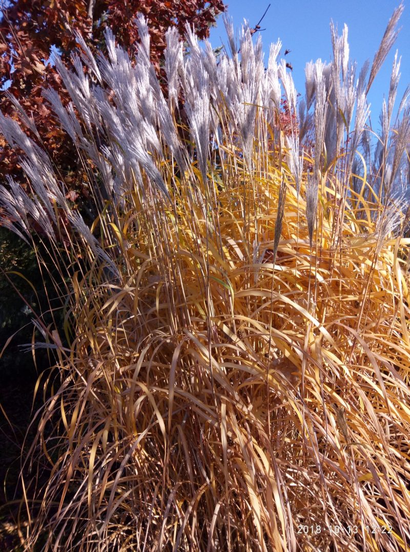 Miscanthus Nishidake