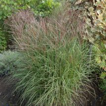 Miskantas kininis"Yaku Jima"<br>(Miscanthus sinensis"Yaku Jima")