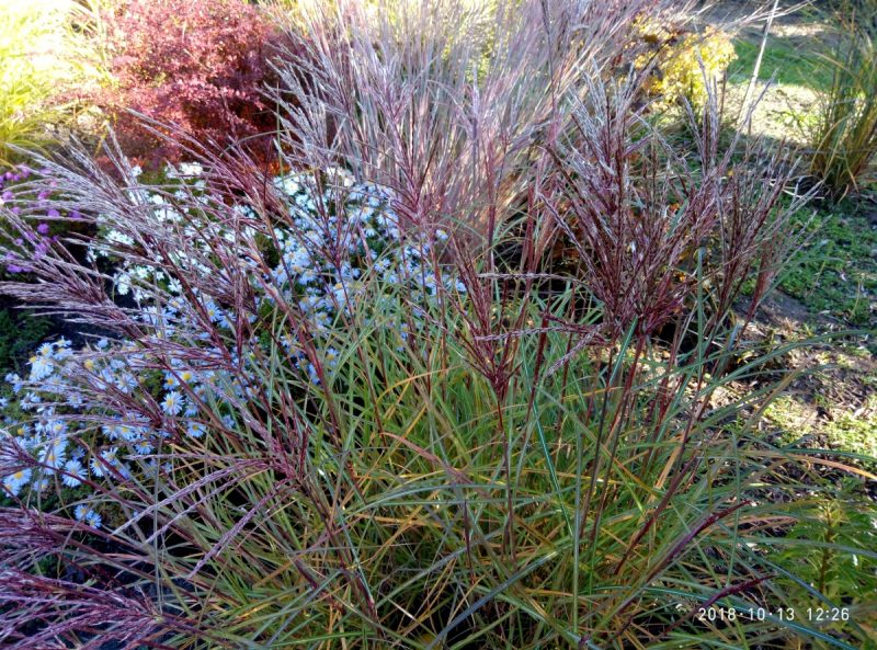 Miscanthus Red Chief