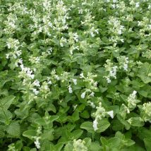 Katžolė kekinė"Snowflake"<br>(Nepeta racemosa"Snowflake")