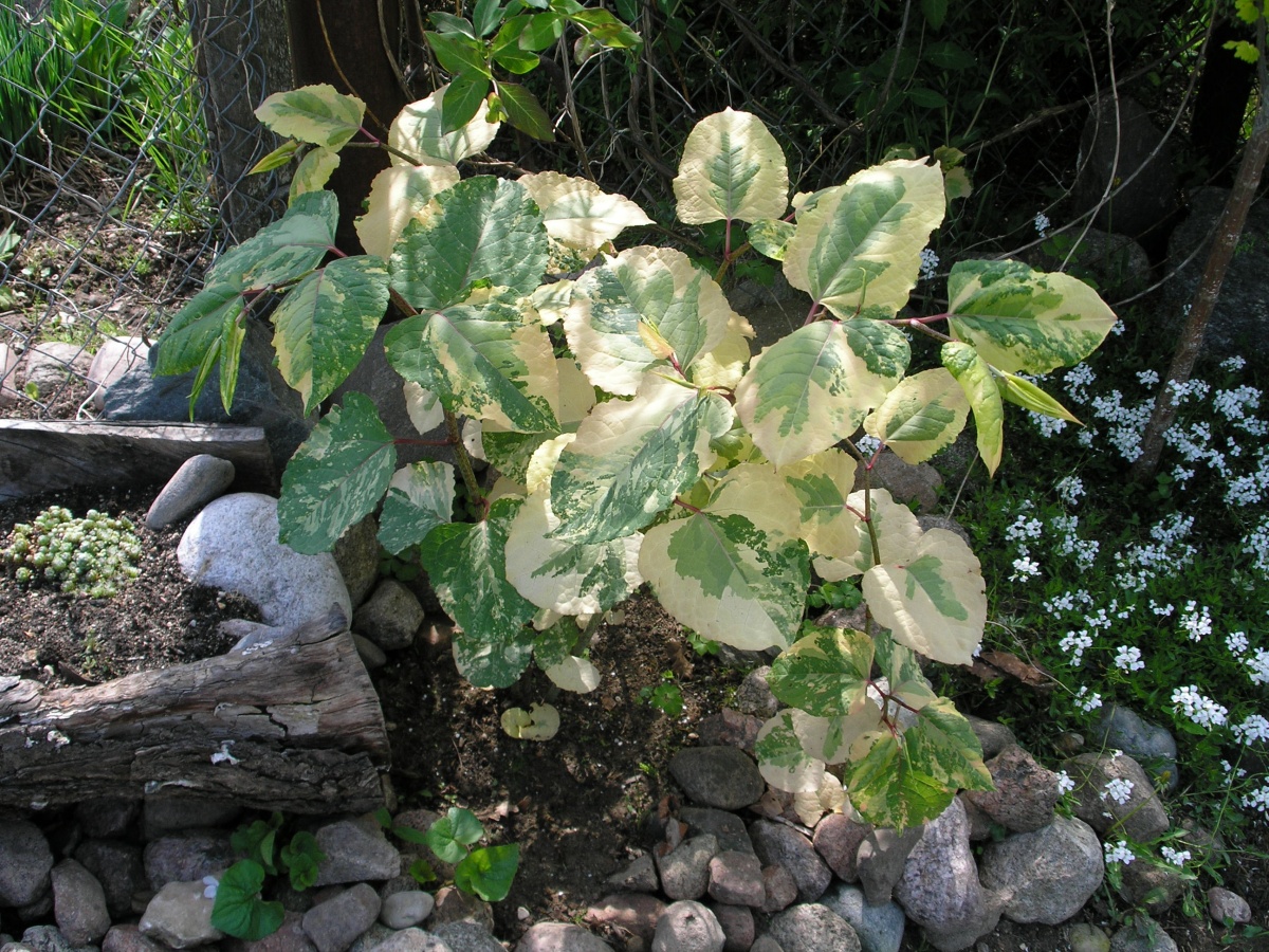 Faliopia japonica"Variegata"