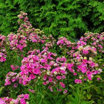 Floksas šluotelinis"Aureole"<br>(Phlox paniculata"Aureole")