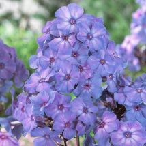 Floksas šluotelinis"Blue Paradise"<br>(Phlox paniculata"Blue Paradise")
