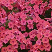 Floksas šluotelinis"Flame Coral"<br>(Phlox paniculata"Flame Coral")