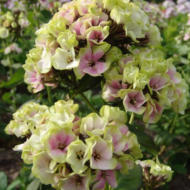 PHLOX PANICULATA”SHERBET COCTAIL”