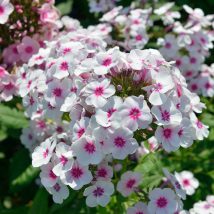 Floksas šluotelinis"Swizzle"<br>(Phlox paniculata"Swizzle")